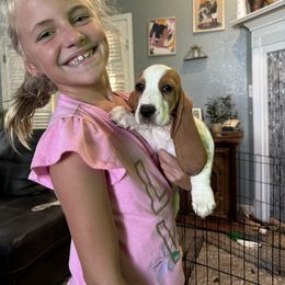 Basset Hound Puppies from Breeze Basset Hounds