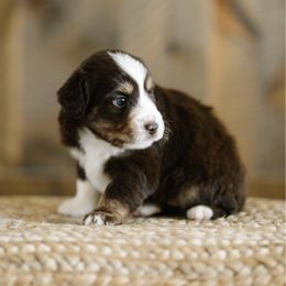 Pam - Red tri female Miniature Australian Shepherd puppy in Pocatello, Idaho from R Heart Mini Aussies