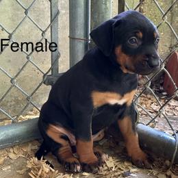 Female 2 - Black female Catahoula Leopard Dog puppy in Crestview, Florida from C4 Kennels of FL & AL
