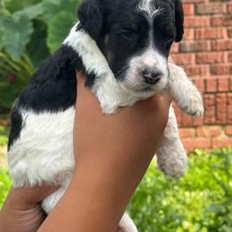 Cheshire - Parti male Poodle puppy in Independence, Kansas from Malone Standard Poodles