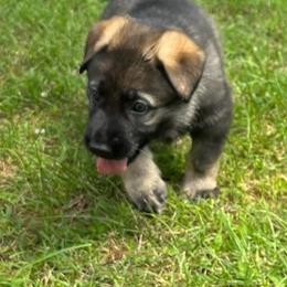 German Shepherd Puppies from German Shepherds of Virginia