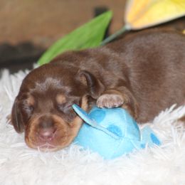 Frankie J - Chocolate and tan Dachshund puppy in Windsor, Colorado from Murry’s minis