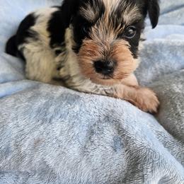 Dembe - Parti male Miniature Schnauzer puppy in Crosby, Texas from Raisin' the Woof Schnauzers