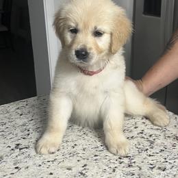 Golden Retriever Puppies from Wise Goldens