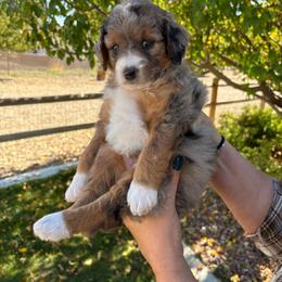 Candy - Merle female Bernedoodle puppy in Helper, Utah from Doodle Love Utah