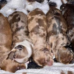 Dachshund Puppies from Desert Horizon Dachshunds