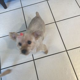 Chloe - Yorkshire Terrier