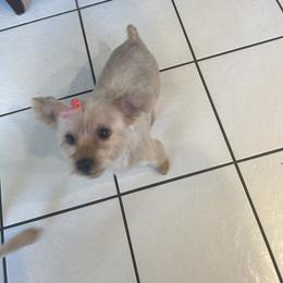 Chloe - Yorkshire Terrier