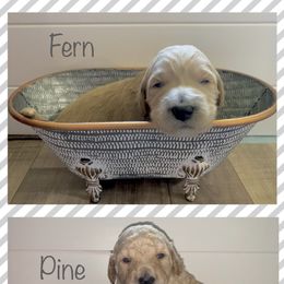 Goldendoodle Puppies from The Poodle Plantation
