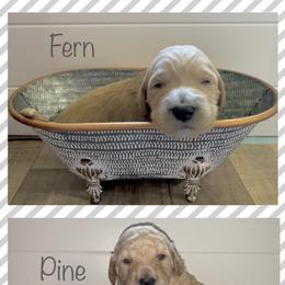 Goldendoodle Puppies from The Poodle Plantation