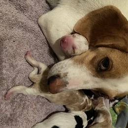 Beagle Puppies from Daisy Mountain Beagles