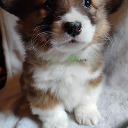 Fluffy Green Collar - Fawn male Pembroke Welsh Corgi puppy in Yelm, Washington from Tolbolton Creek Corgis