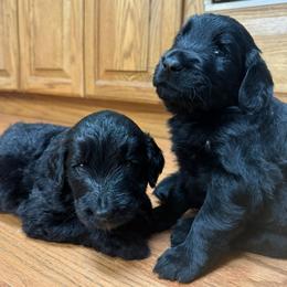 Goldendoodles from Hopping Howlers Ranch
