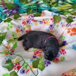 Miniature Schnauzer Puppies from Nature's Nook