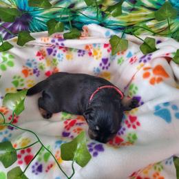 Miniature Schnauzer Puppies from Nature's Nook