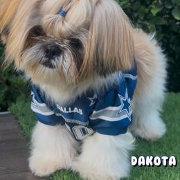 Dakota - Red and white male Shih Tzu puppy in Mercedes, Texas from Tzu Casa