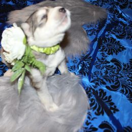 Siberian Husky Puppies from Blue Moon Siberian Husky Haven