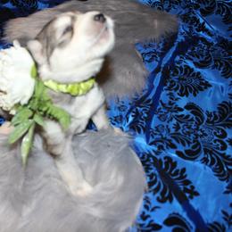 Siberian Husky Puppies from Blue Moon Siberian Husky Haven