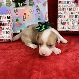 Donner - Brindle merle and white male American Corgi puppy in Waskom, Texas from Piney Woods Corgis