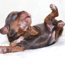 Dreamcatcher Green - Chocolate female Cavalier King Charles Spaniel puppy in Gulfport, Mississippi from Gulf Coast Cavaliers
