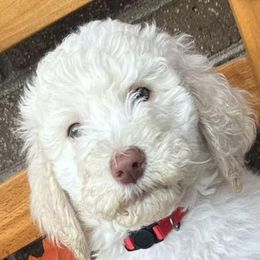 Bernedoodles and Poodles from Southern Companion Kennel