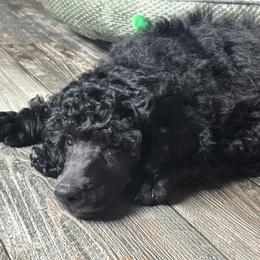 Poodle Puppies from Impressive Cartwright Standards