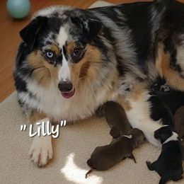 Lilly - Miniature Australian Shepherd