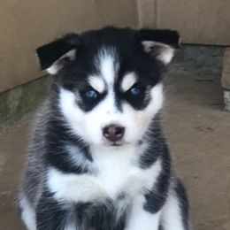 Siberian Huskies from Home Grown Huskies