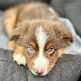 Miniature American Shepherds, Miniature Australian Shepherds, and Toy Australian Shepherds from MAS Gone Rogue