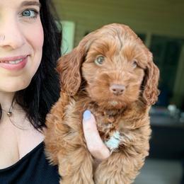 Finn - Red male Cockapoo puppy in Denver, Pennsylvania from Greenview Puppies