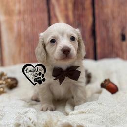 Romeo - Cream male Dachshund puppy in Nashville, Arkansas from Cuddles n Curls