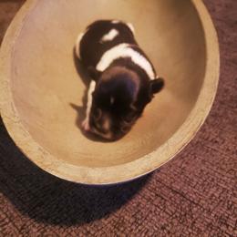 Yorkshire Terrier Puppies from Strohlz Yorkies