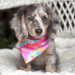 Dachshund Puppies from Bear Creek
