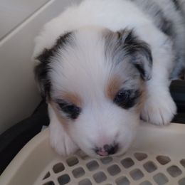 Copper - Blue merle female Miniature American Shepherd puppy in Springfield, Missouri from Sunrock Kennel
