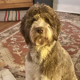 Koa - Australian Labradoodle
