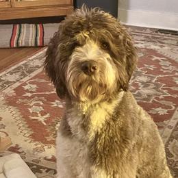 Koa - Australian Labradoodle