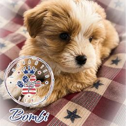 Patriot - Wheaten male Miniature Schnauzer puppy in Dorr, Michigan from Enchanted Paws