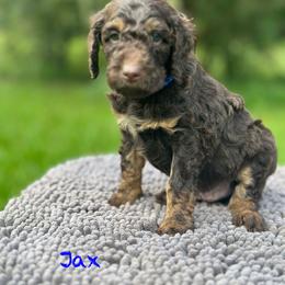 Sonata - Chocolate male Goldendoodle puppy in Sanderson, Florida from Serenity Goldendoodles