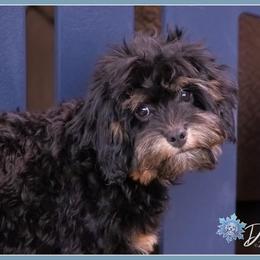 Clove - Black and tan male Cockapoo puppy in Connersville, Indiana from Deaz Doodle Ranch