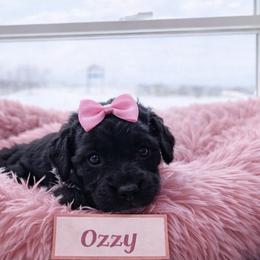 Ozzy - Black female Goldendoodle puppy in Rising Sun, Indiana from Ruby Lane Doodles