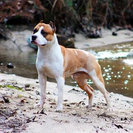 Maui - American Staffordshire Terrier