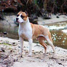 Maui - American Staffordshire Terrier
