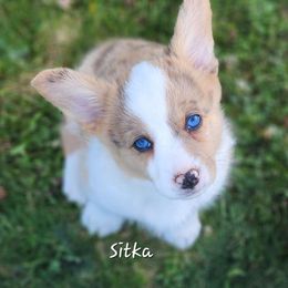 Sitka - Brindle merle and white male American Corgi puppy in Concrete, Washington from Wigglebutts American Corgis