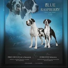 Great Dane and Pug Puppies from Viking Kennel