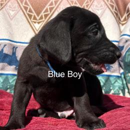 Blue Boy - Black male Labrador Retriever puppy in Lincoln, Nebraska from Labrador Retriever Breedings