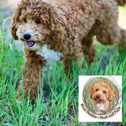 Luna - Poodle