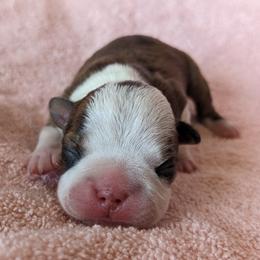 Cedar - Brindle and white female Boston Terrier puppy in Perry, Oklahoma from Sitsler Bostons