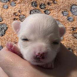Leia - Cream and white female Chihuahua puppy in Jacksonville, Florida from Precious Paws of Florida - Chihuahuas