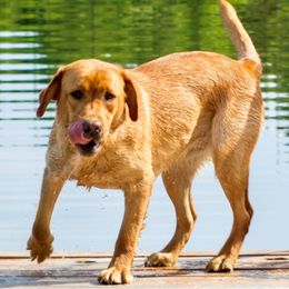 Merida - Labrador Retriever