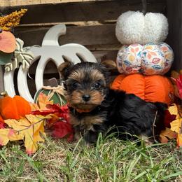 Timmy - Black and gold male Shorkie puppy in Atoka, Oklahoma from Boggy Depot Cavaliers & Friends